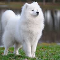 Delilah (For a Samoyed, or white husky.) GIRL