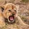 "Get away from me!." (Pushes the cub with your foot firmly)