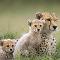 Cheetahs