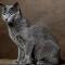 russian blue