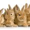 group 'o' bunnies