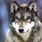 Wolf- strong spirit, obedient to leaders