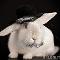 Top hat bunny!