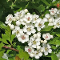 Hawthorn (May)