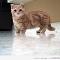 Munchkin Cat