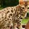 Bengal Cat