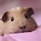 3. Guinea Pig