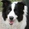 border collie mixed with sheep dog