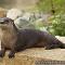 River Otters