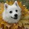 Japanese spitz