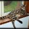 savannah cat