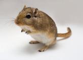 gerbil