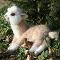 Llama baby