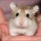 hamster