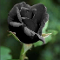 Black Rose