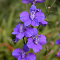 Larkspur (July)