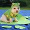 Dogs in a frog costumes