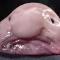 Sad Blobfish