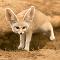 Fennec Fox