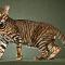 Toyger Cat