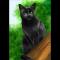 Hollyleaf