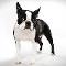 Boston Terrier