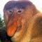 Proboscis Monkey