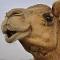 A camel