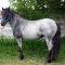 Blue roan