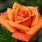 Orange rose