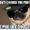 I didn't choose the pug life, the pug life chose me