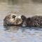 Sea Otters