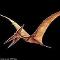 Pterodactyl! Flying is awesome!