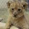 Lion Cub