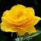 Yellow rose