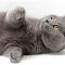 Chartreux Cat