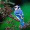 blue jay