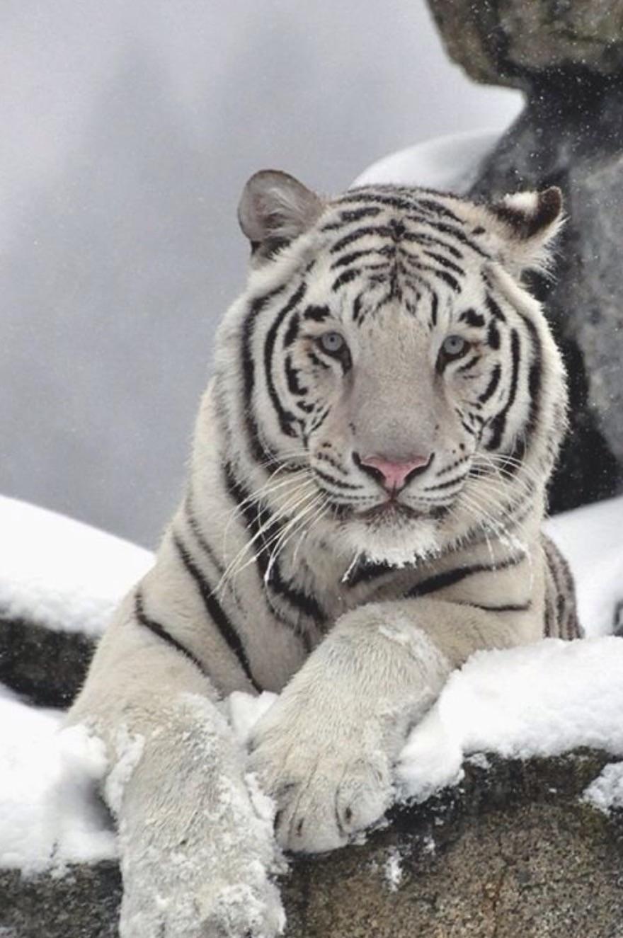 Snowy tiger