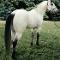 White buckskin