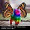 Rainbow unicorn butterfly kitten! ?