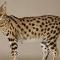 Savannah cat