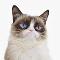 Grumpy cat