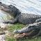 Swim with alligators to save one of your parent's life