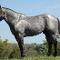 Blue roan