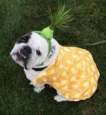 Ranger in pineapple suit