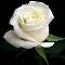 White rose