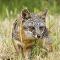 Island Fox