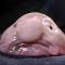 Blobfish