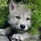 Wolf pup