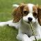 King charles spaniel